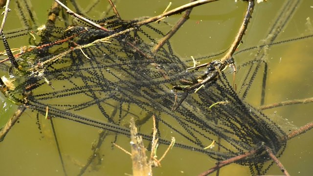 Laichschn&uuml;re der Erdkr&ouml;te