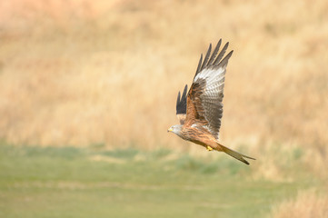Red Kite