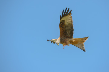 Red Kite