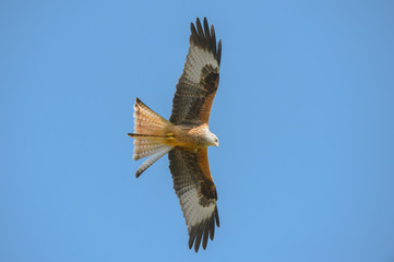 Red Kite