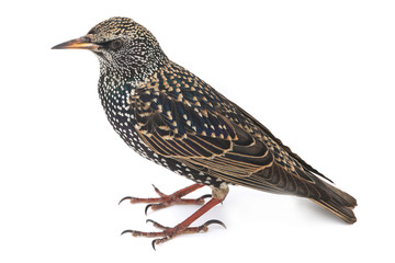 Starling