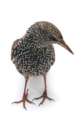 Starling