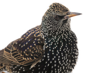 portrait starling
