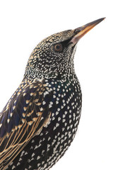 portrait starling