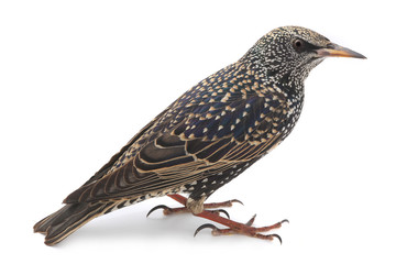 Starling