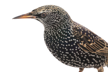 portrait starling