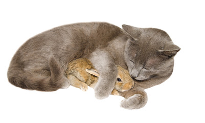 Gatto e coniglio dormono abbracciati