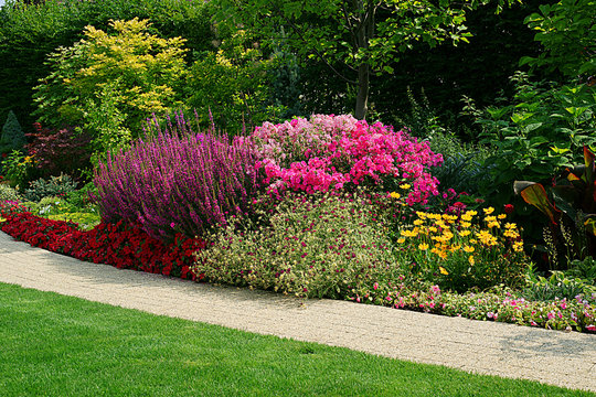 Flowerbed - Lithrum salicaria Impatiens Phlox