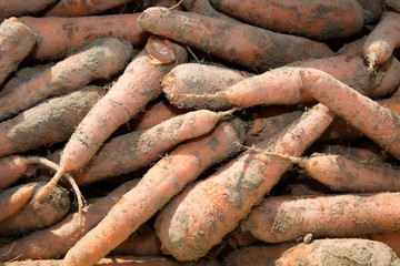 The background of carrot direct from the farm