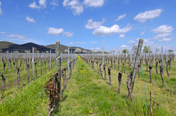 Obraz premium Weinfeld im Frühling