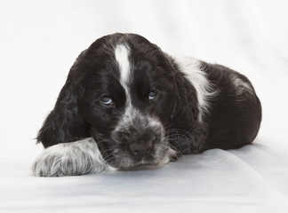 English Cocker Spaniel Puppy