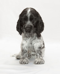 English Cocker Spaniel Puppy
