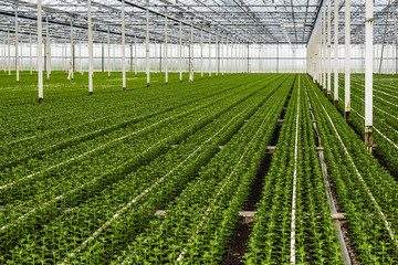 Small chrysanthemum cuttings growing in a large nursery