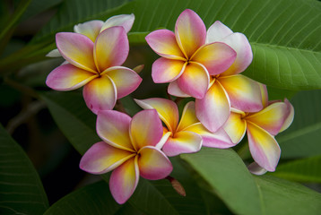 Plumeria. Beautiful pink inflorescence.