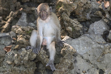 singe de monkey beach