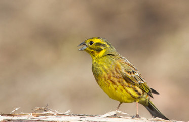 Singing Yellowhammer on the log