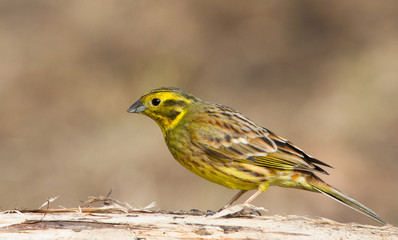 Yellowhammer on the log