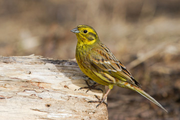 Yellowhammer on the log