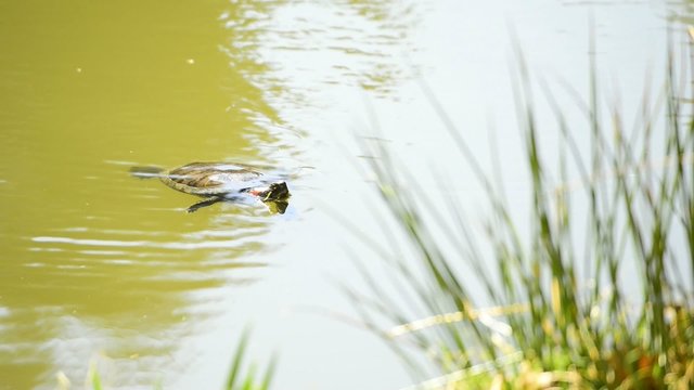 amerikanische Schmuckschildkröte in Teich