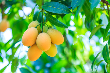 Mayongchid, Maprang, Marian Plum or Plum Mango