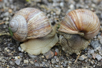 Two Snails on the ground 7830