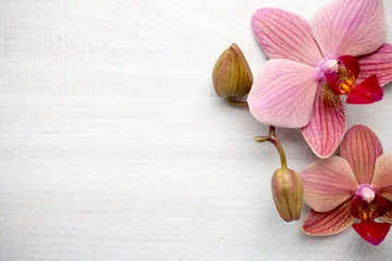 Photo sur Plexiglas Orchidée Pink orchid flower.