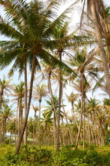 Obraz premium サムイ島のヤシ林