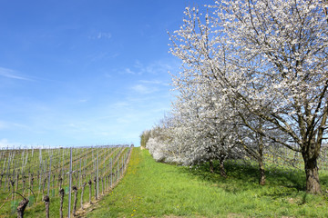 Fr&uuml;hling