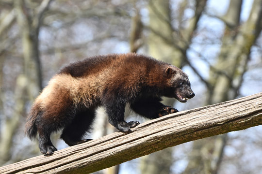 wolverine (gulo gulo)