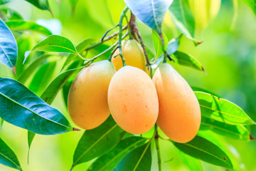 Mayongchid, Maprang, Marian Plum or Plum Mango