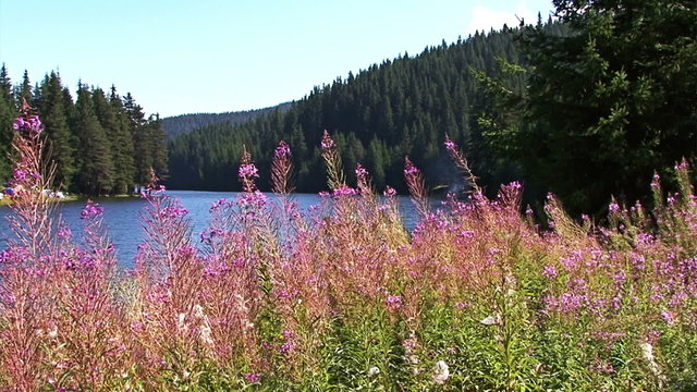 Pink flowers in the mountain near to the lake, pine forest