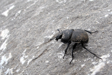 black beetle crawling on a stone