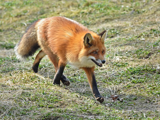 Red fox (Vulpes vulpes)