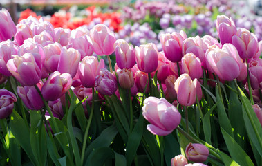 tulips