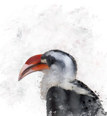 Hornbill Watercolor