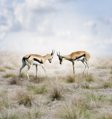 Thomson's Gazelles