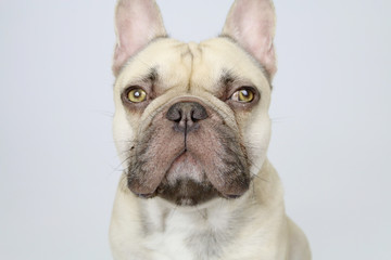 Fototapeta premium cute french bulldog