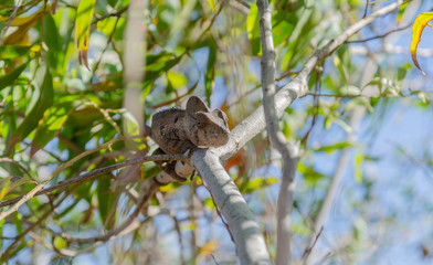 Brown Panther Chameleon in Madagascar