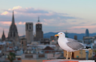 Seagull in city. Barcelona, Spain