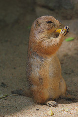 Gopher
