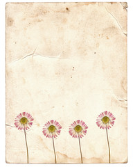 Old vintage paper texture with dry flowers