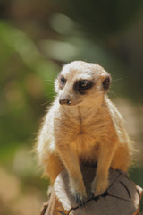 Meerkat