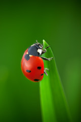 Ladybug on Leaf
