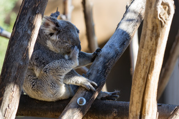 Koala - phascolarctos cinereus