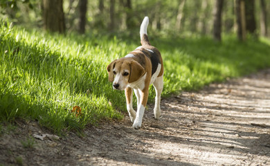 beagle running smile in the grass