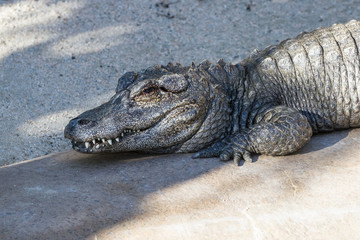 Alligator - Alligator sinensis
