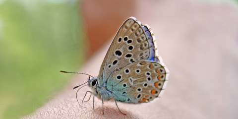 Mini papillon
