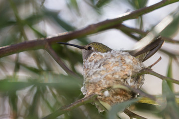 Hummingbird nesting