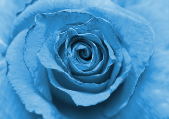 Close up image of beautiful old blue rose