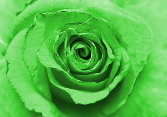 Close up image of beautiful green rose - Powered by Adobe